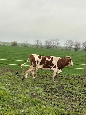 vaci cu lapte  - imagine 2