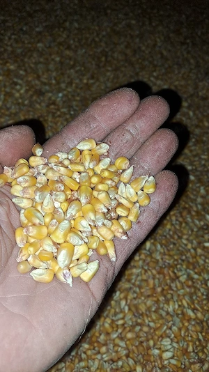 Ovăz și porumb de vânzare - imagine 4