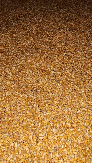 Ovăz și porumb de vânzare - imagine 3