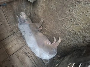 Vand porc rasa de carne 