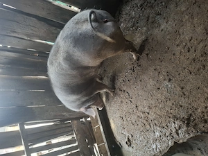 Vand porc rasa de carne  - imagine 2