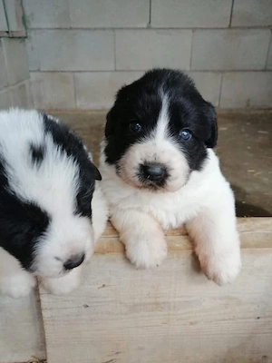 Pui Ciobanesc De Bucovina 