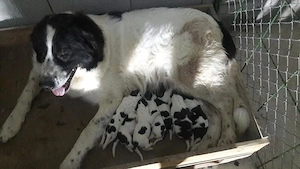 Pui Ciobanesc De Bucovina  - imagine 2