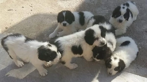 Pui Ciobanesc De Bucovina  - imagine 3