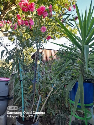 Vînd  schimb Casă si teren privat, Garaj , Str Timișoara,z semicentral Petroșani 