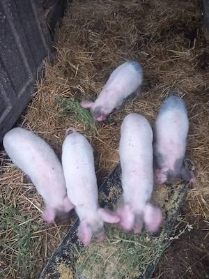 de vânzare 5 purcei de 8 săptămâni 