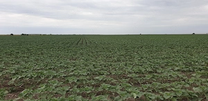 Vand floarea soarelui,boabe