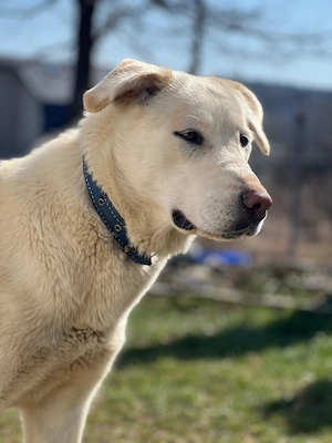 Donez  caine rasa Labrador - imagine 3