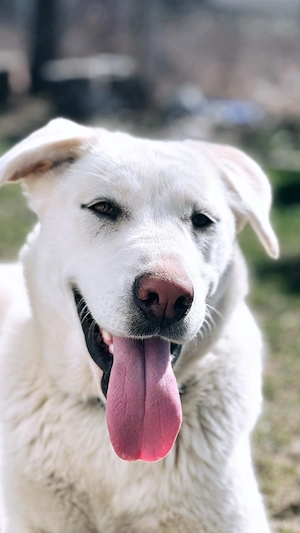 Donez  caine rasa Labrador - imagine 5