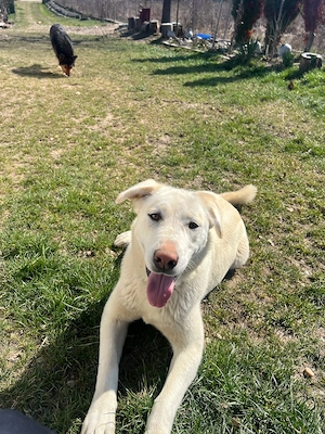 Donez  caine rasa Labrador - imagine 2