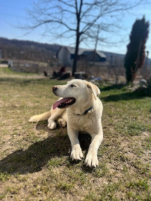 Donez  caine rasa Labrador - imagine 4