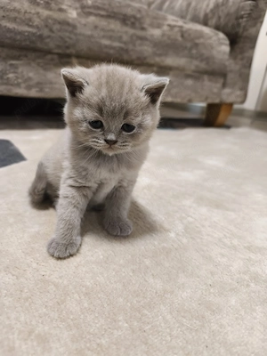 Brittish shorthair