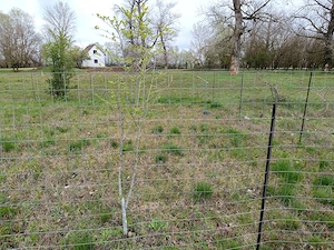 Teren intravilan Periam Port  - imagine 2