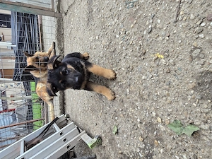 Catelusa  ciobanesc german  - imagine 2