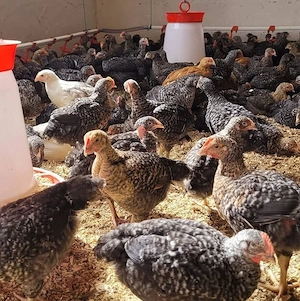 pui si gaini de vanzare - imagine 2