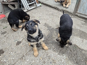 Catelusa  ciobanesc german  - imagine 3