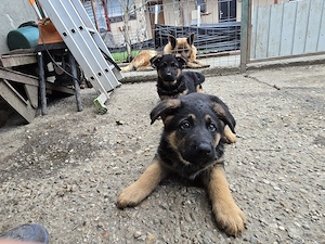 Catelusa  ciobanesc german  - imagine 4