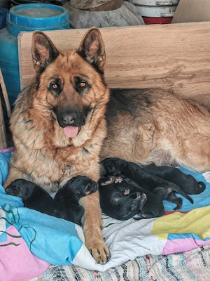 Catelusa  ciobanesc german  - imagine 5