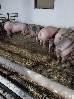 Porci de vanzare - imagine 4