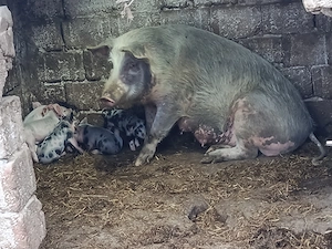 De vânzare scroafă cu 5 purcei  - imagine 2