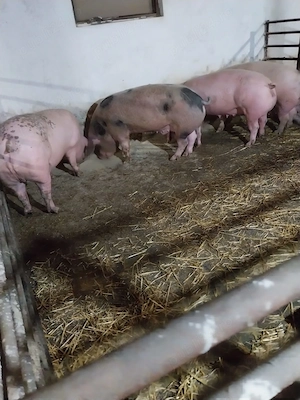 Porci de vanzare - imagine 3