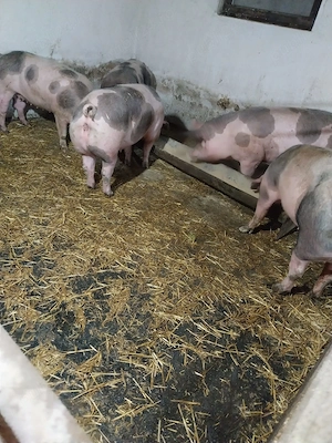 Porci de vanzare - imagine 2