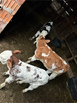 vand 3 vitele  - imagine 4