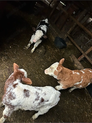 vand 3 vitele  - imagine 3