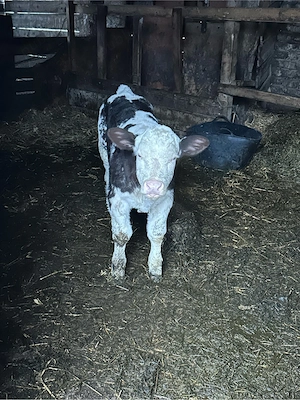 vand 3 vitele  - imagine 5