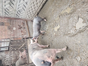 Vand virus petrean - imagine 2