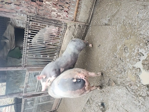 Vand virus petrean - imagine 5