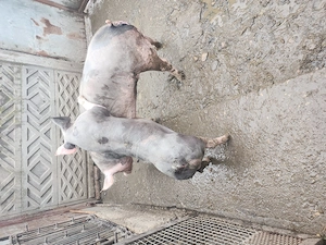 Vand virus petrean - imagine 3