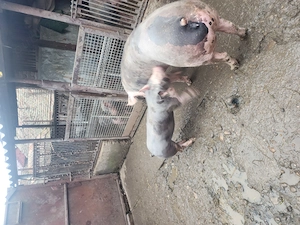 Vand virus petrean - imagine 4