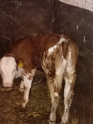 Vând vițea bălțată romaneasca - imagine 2