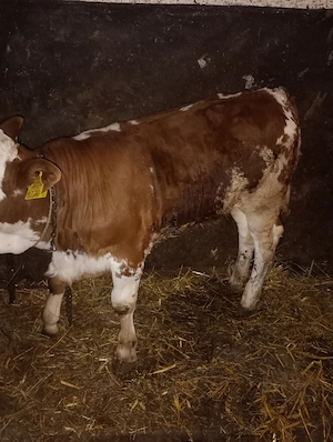 Vând vițea bălțată romaneasca - imagine 3