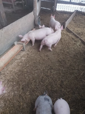 De vânzare purcei de 8 săptămâni  - imagine 9