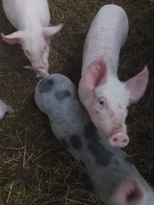 De vânzare purcei de 8 săptămâni  - imagine 7