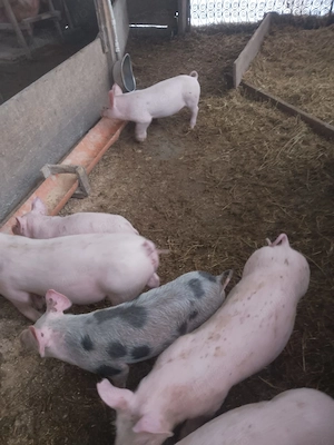 De vânzare purcei de 8 săptămâni  - imagine 5