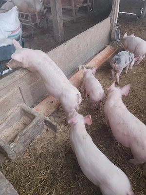 De vânzare purcei de 8 săptămâni  - imagine 3