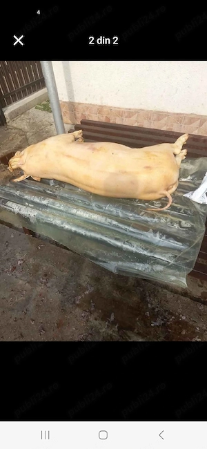 Vand porc de casa - imagine 4