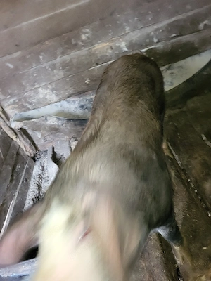 Vand porc de casa - imagine 3