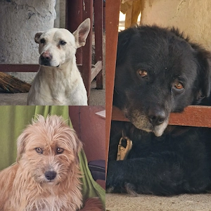 Ofer spre Adopție 3 Câini