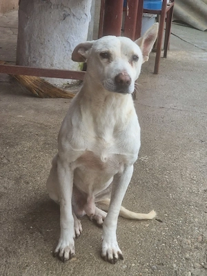 Ofer spre Adopție 3 Câini - imagine 5