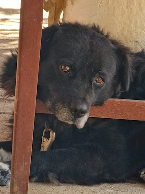 Ofer spre Adopție 3 Câini - imagine 3