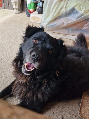 Ofer spre Adopție 3 Câini - imagine 2