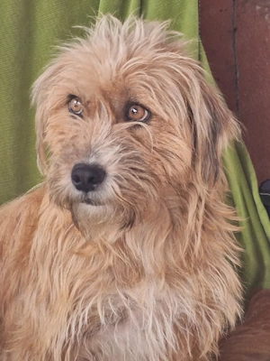 Ofer spre Adopție 3 Câini - imagine 4