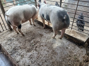 vand 2 porci masculi - imagine 2