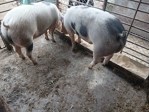 vand 2 porci masculi - imagine 3