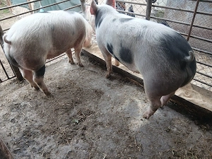 vand 2 porci masculi