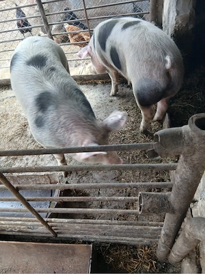 vand 2 porci masculi - imagine 4